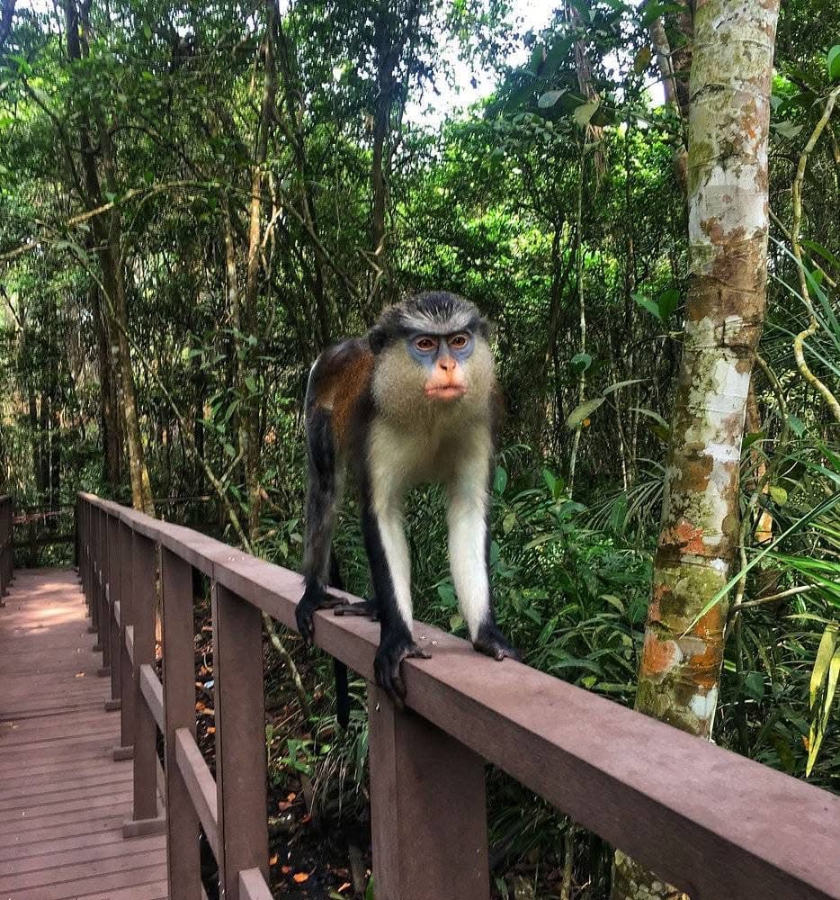 4 Days / 3 Nights Uganda Flying Gorilla Trekking Safari