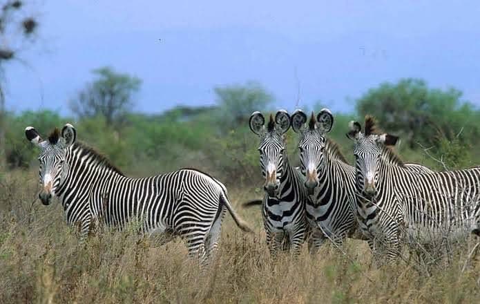 10 Day Kenya Tanzania Family Adventure Luxury Safari