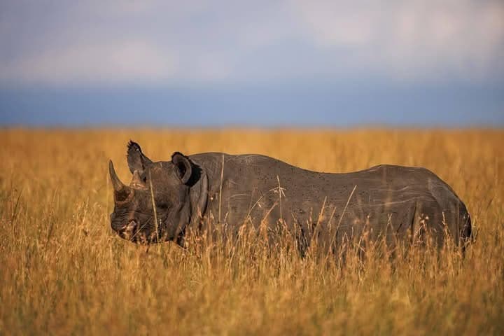 Luxury on Foot and Adventure in Kenya. 10 Days/9 Nights
