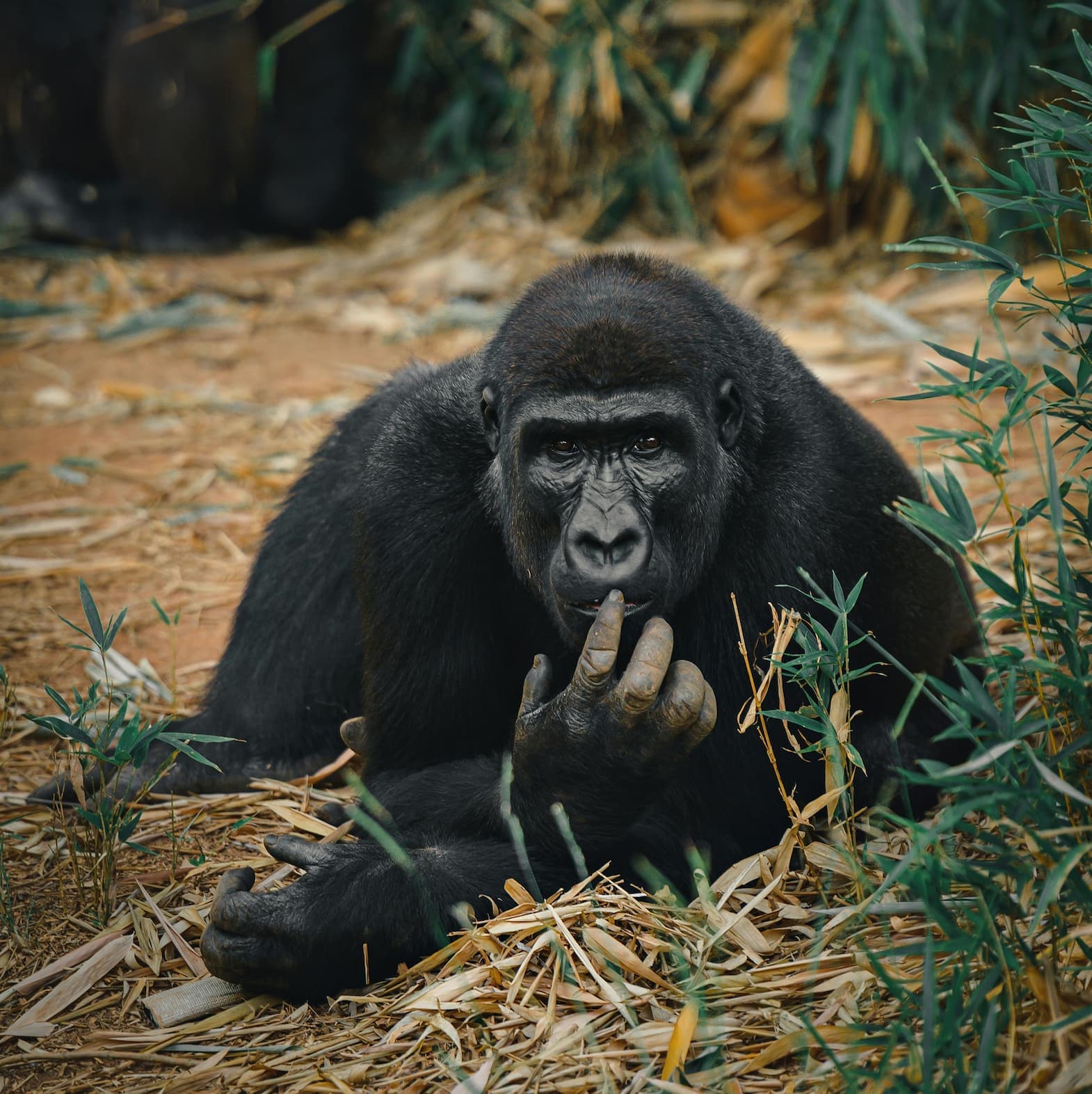 8-Day Uganda Luxury and Big Five-Wildlife Safari