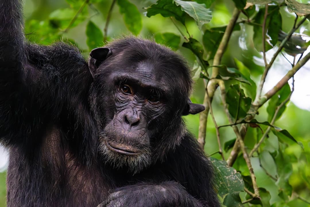 Chimpanzee Trekking - Safari experience showcasing A Thrilling Primate Safari in East Africa in East Africa