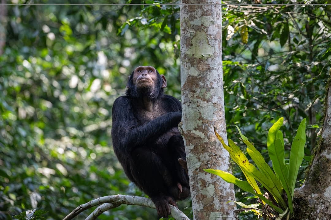 Chimpanzee Trekking - Safari experience showcasing A Thrilling Primate Safari in East Africa in East Africa