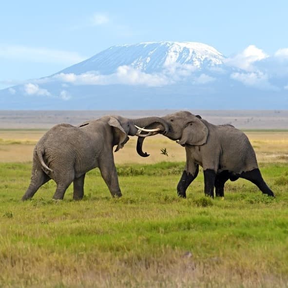 Amboseli 2