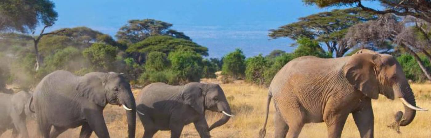 Amboseli 3