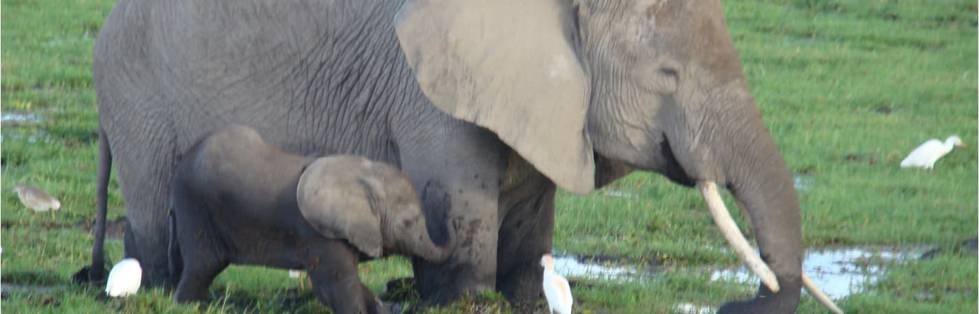 Amboseli 4