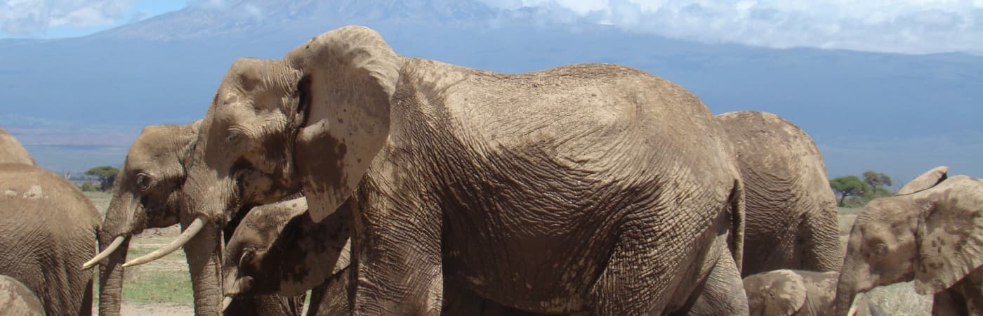 Amboseli 1