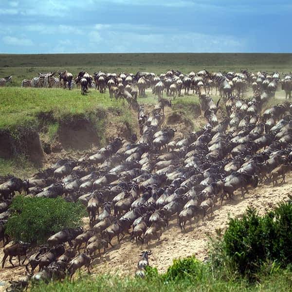 Maasai Mara 2