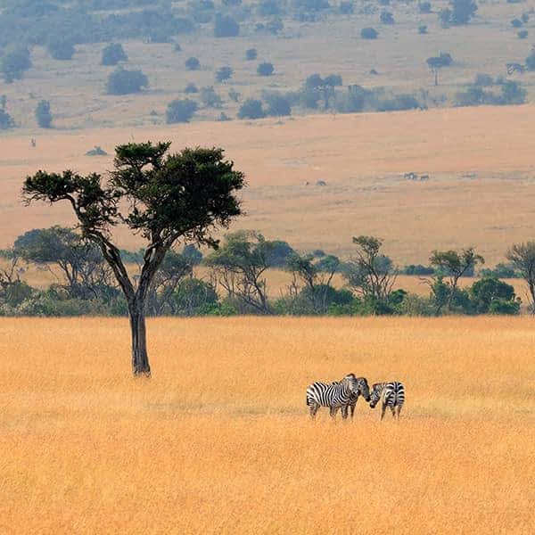 Maasai Mara 1