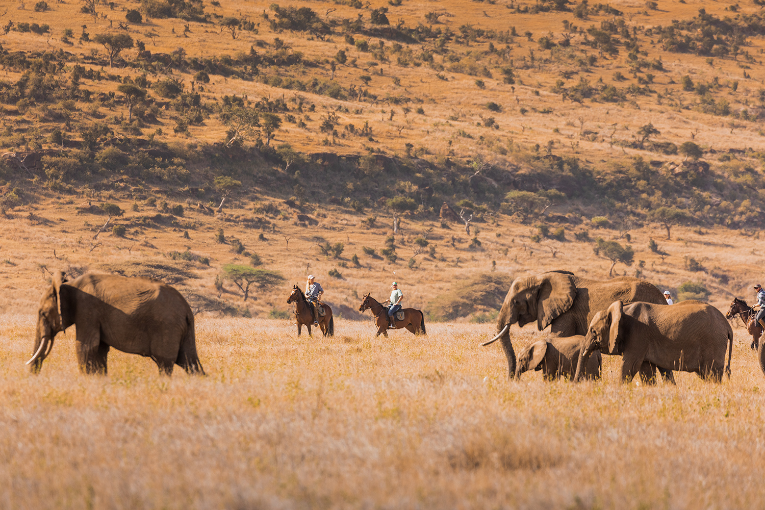 Elephants and horseback riders on safari in the East African savannah