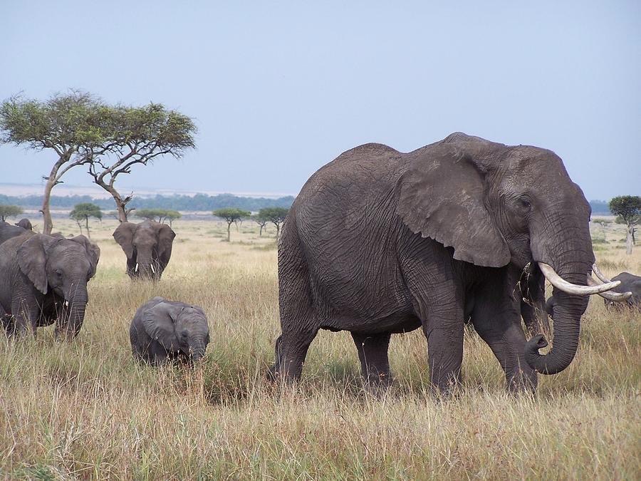 Bush and Beach Luxury Adventure Through Kenya and Tanzania. 11 Days/10 Nights