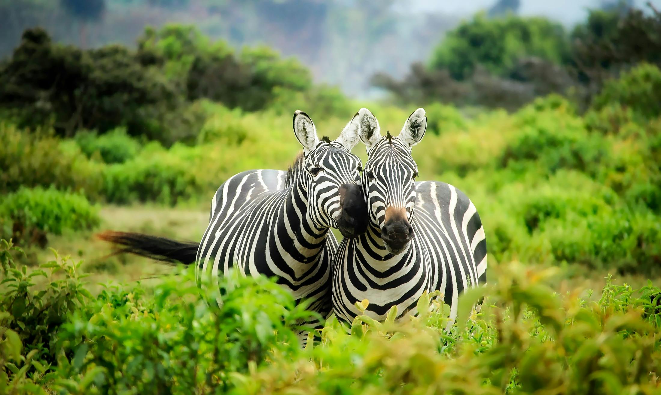 African wildlife safari